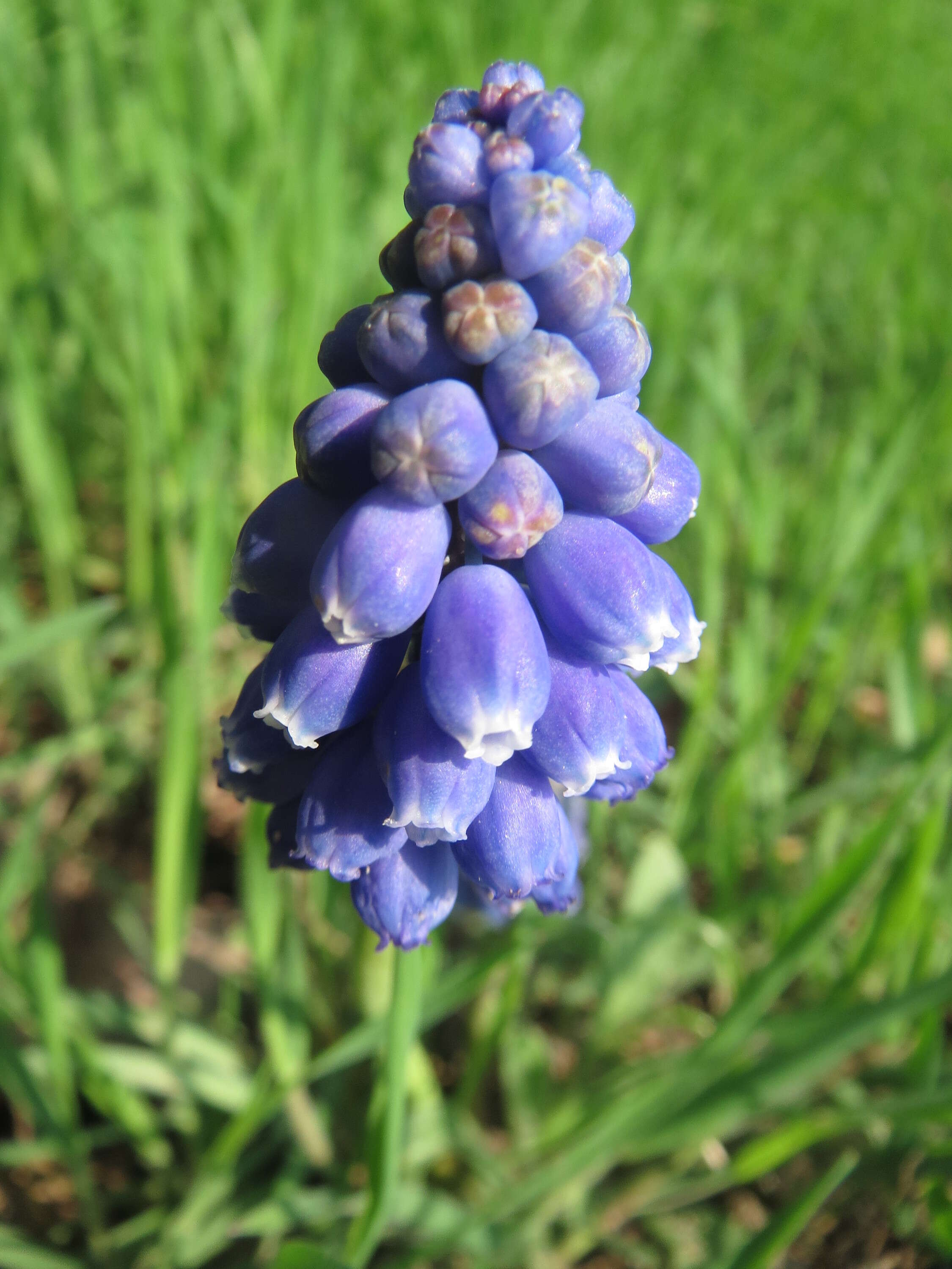 Imagem de Muscari armeniacum H. J. Veitch