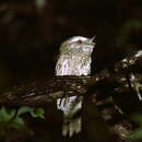 Image of Marbled Frogmouth