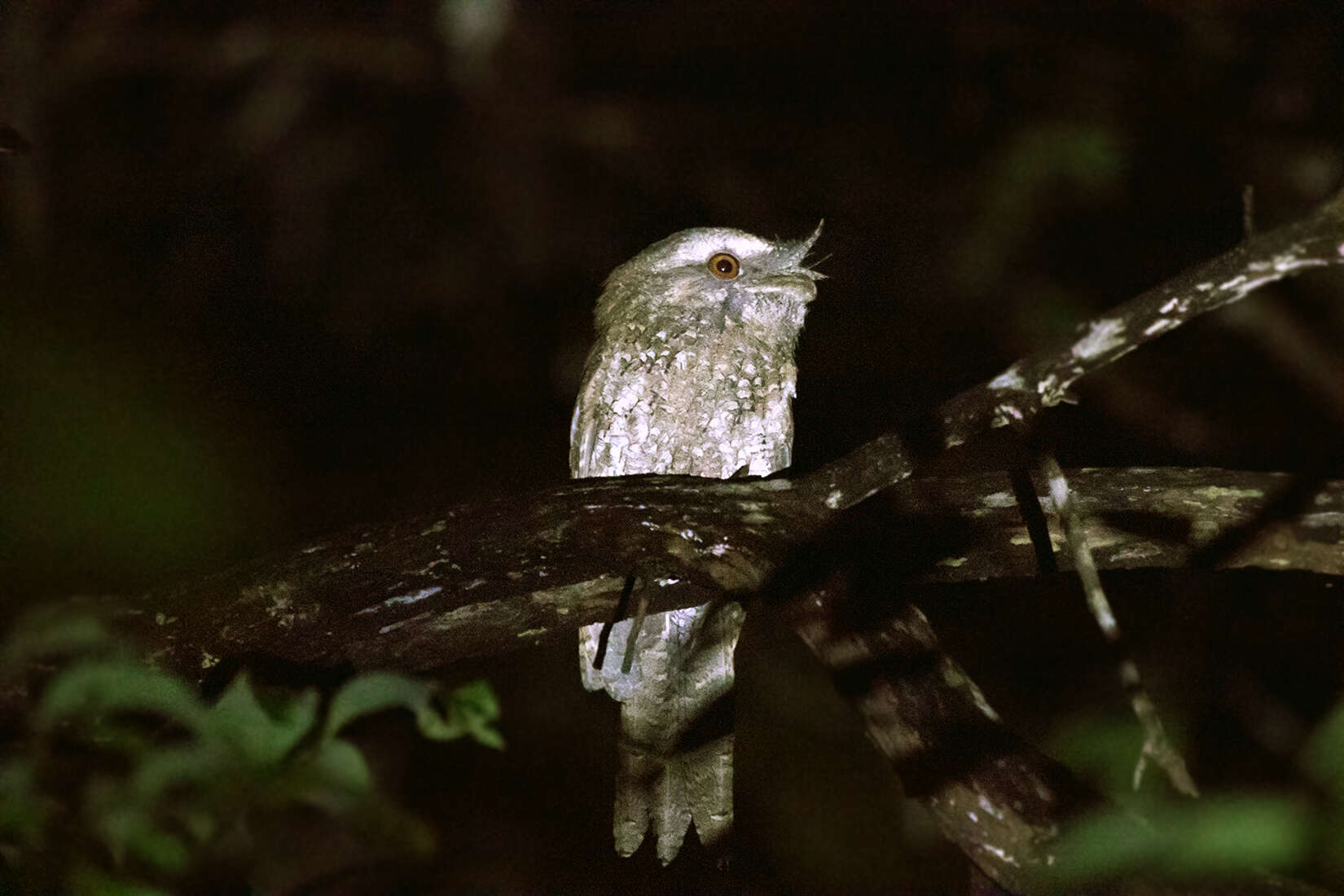 Image of Marbled Frogmouth