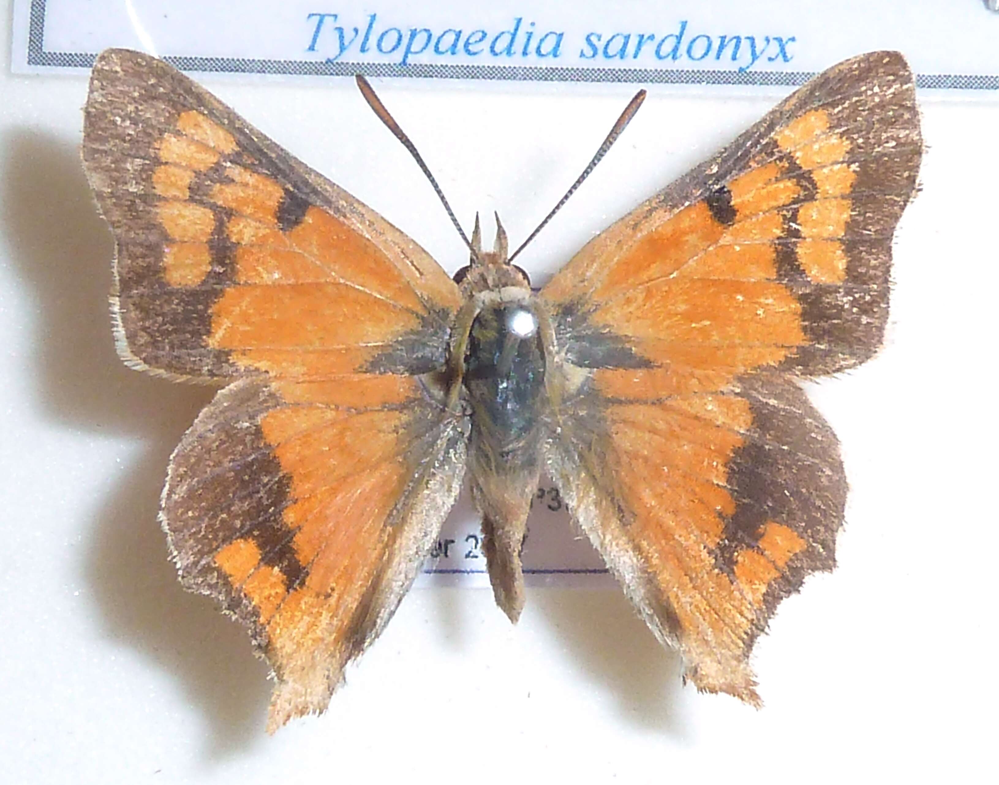 Image of Tylopaedia