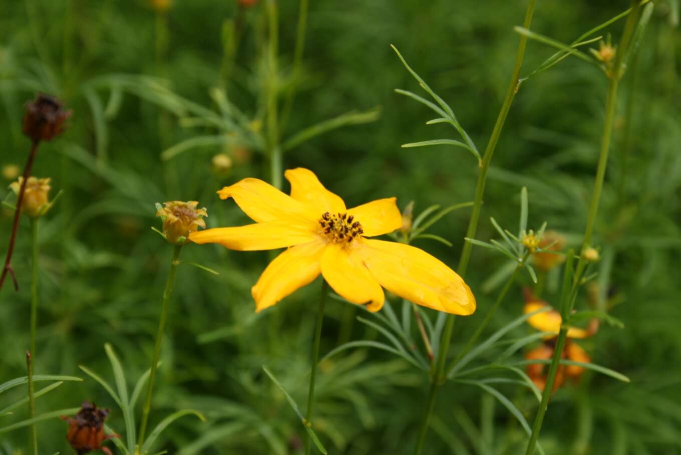 Image of whorled tickseed