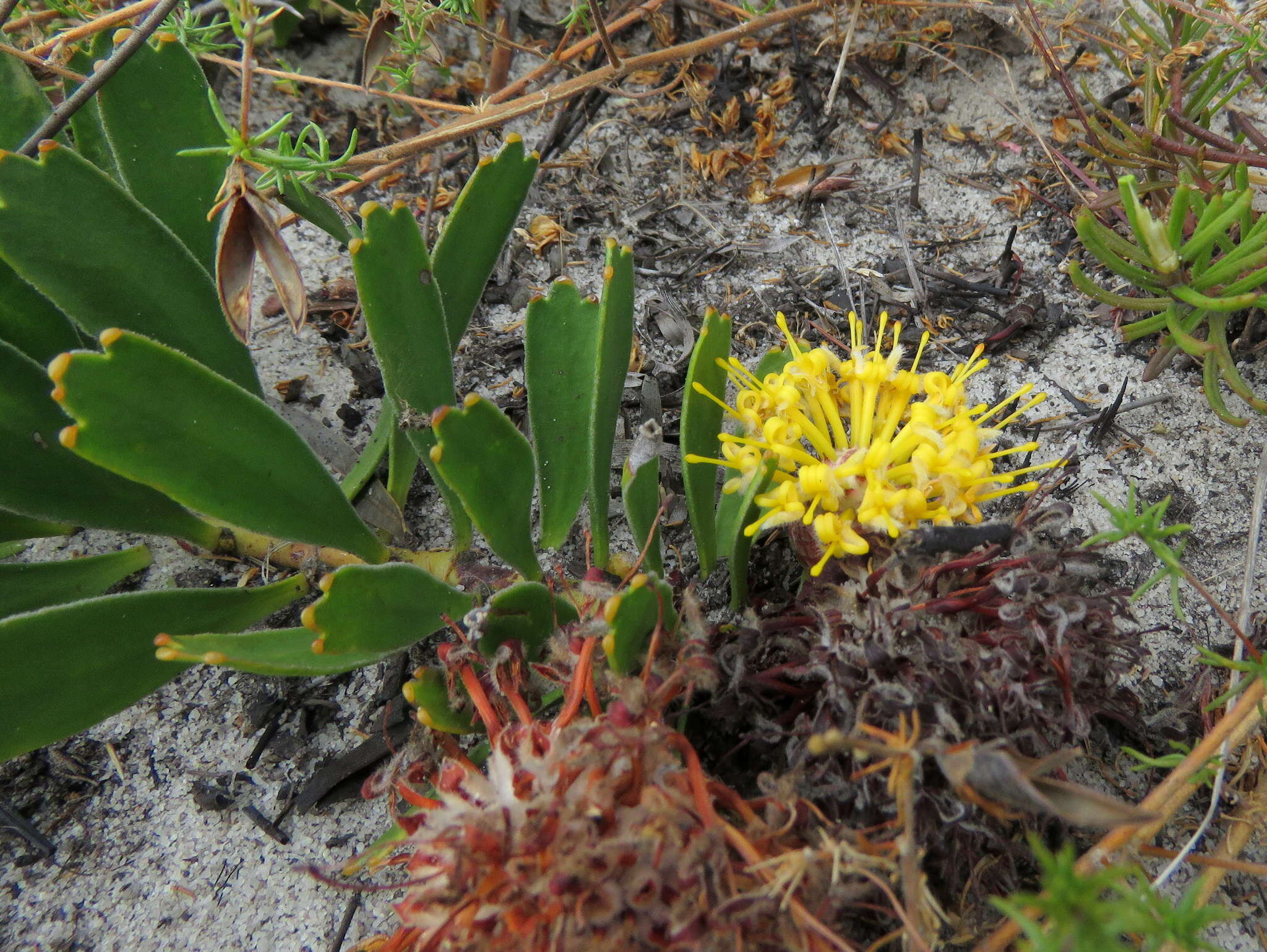 Image de Leucospermum hypophyllocarpodendron subsp. hypophyllocarpodendron