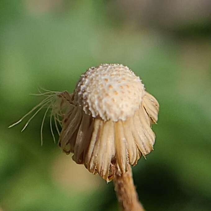 Image de Erigeron garrettii A. Nels.