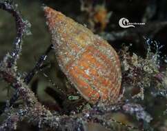 Image of rocky-shore hermit crab