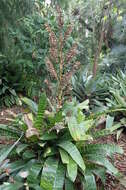 Image of Bromeliad