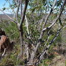 Image de Eucalyptus lansdowneana F. Müll. & J. E. Brown