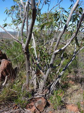 Image de Eucalyptus lansdowneana F. Müll. & J. E. Brown