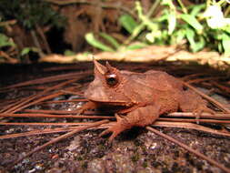 Image of Boie's Frog