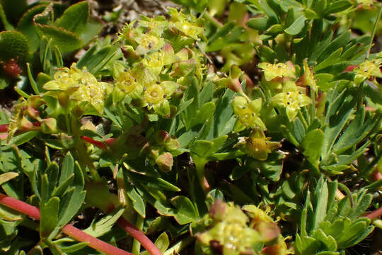 Image of Alchemilla pentaphyllea L.