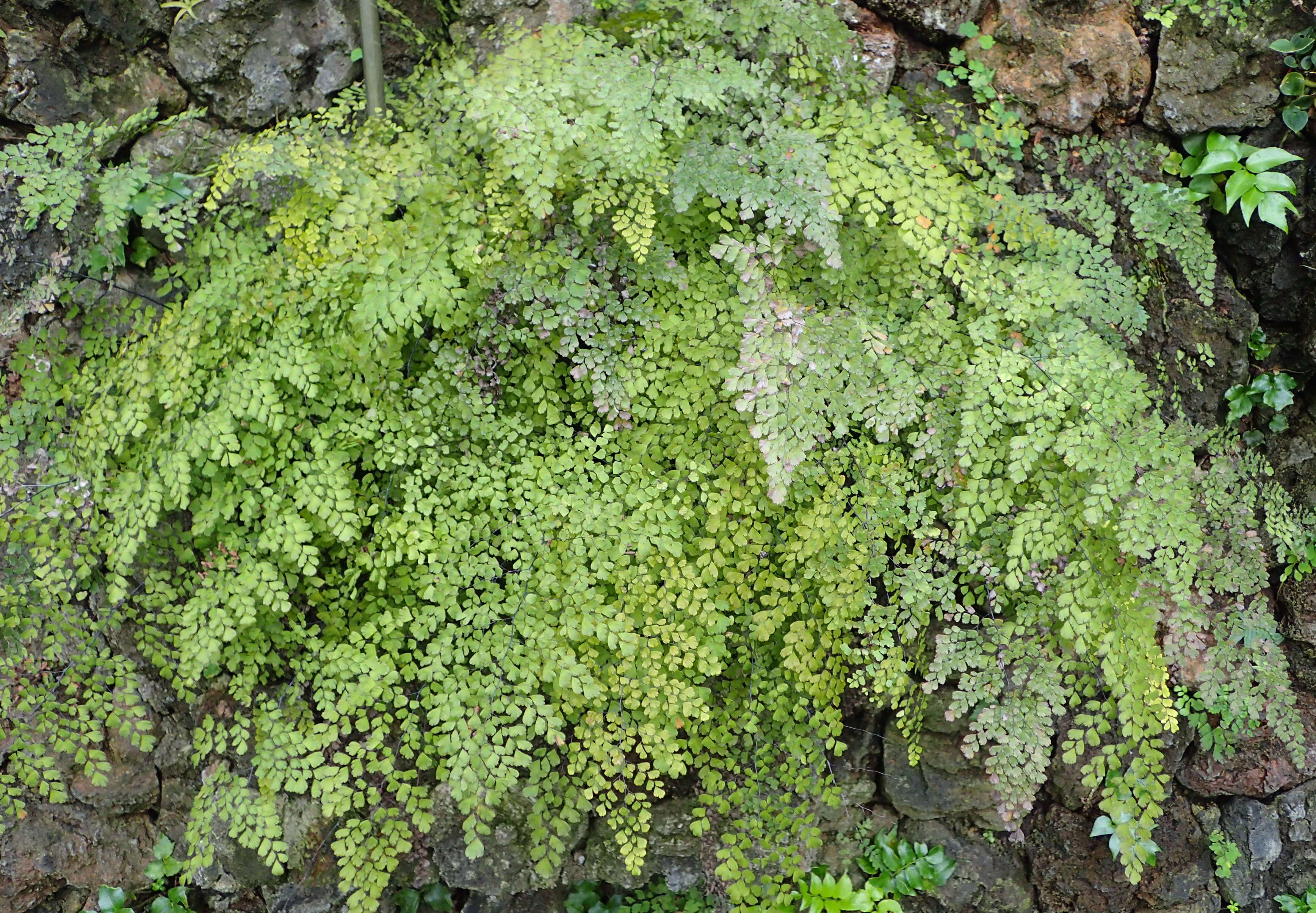 Image de Adiantum raddianum C. Presl