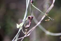 Image de Ceropegia haygarthii Schltr.