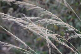 Plancia ëd Muhlenbergia montana (Nutt.) Hitchc.