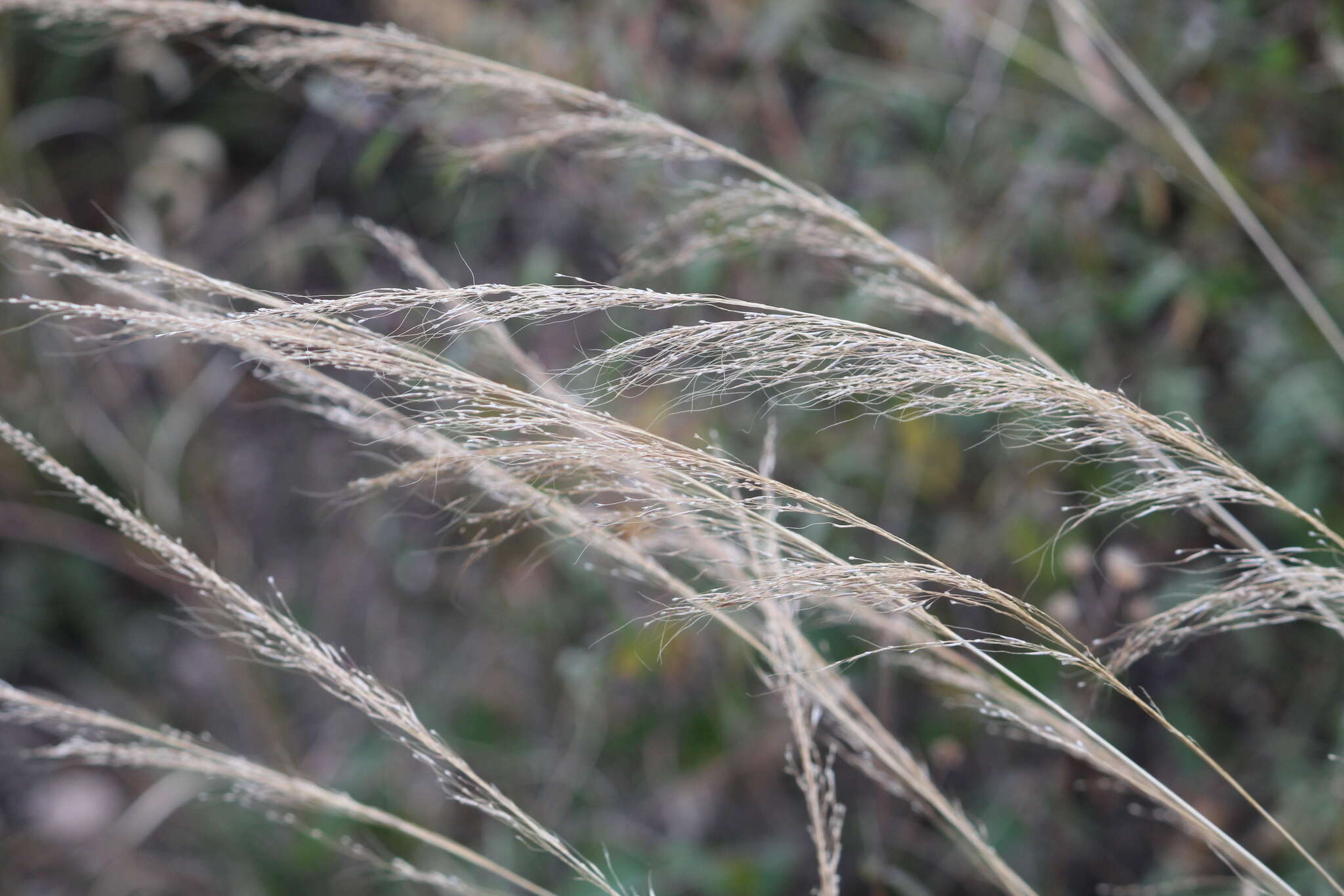 Image of mountain muhly