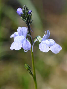 Plancia ëd Nuttallanthus canadensis (L.) D. A. Sutton