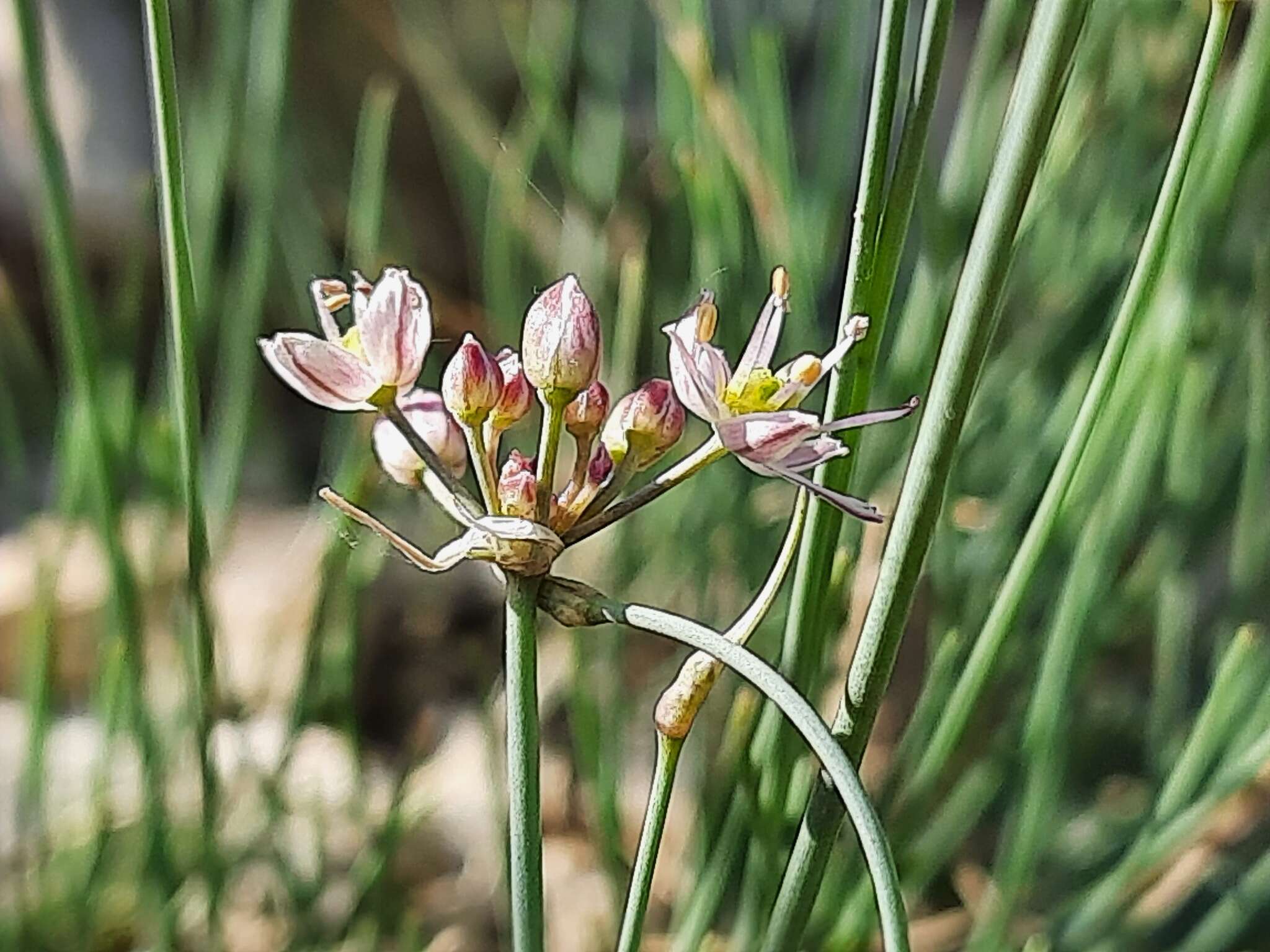 Image of Allium mirzajevii Tscholok.