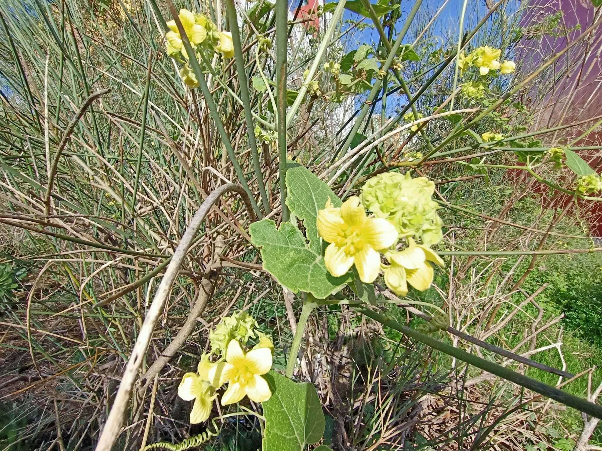 Image of Bryonia verrucosa Dryand. ex Ait.