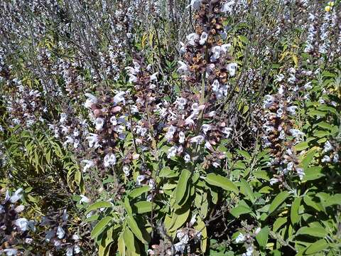 Imagem de Salvia officinalis L.