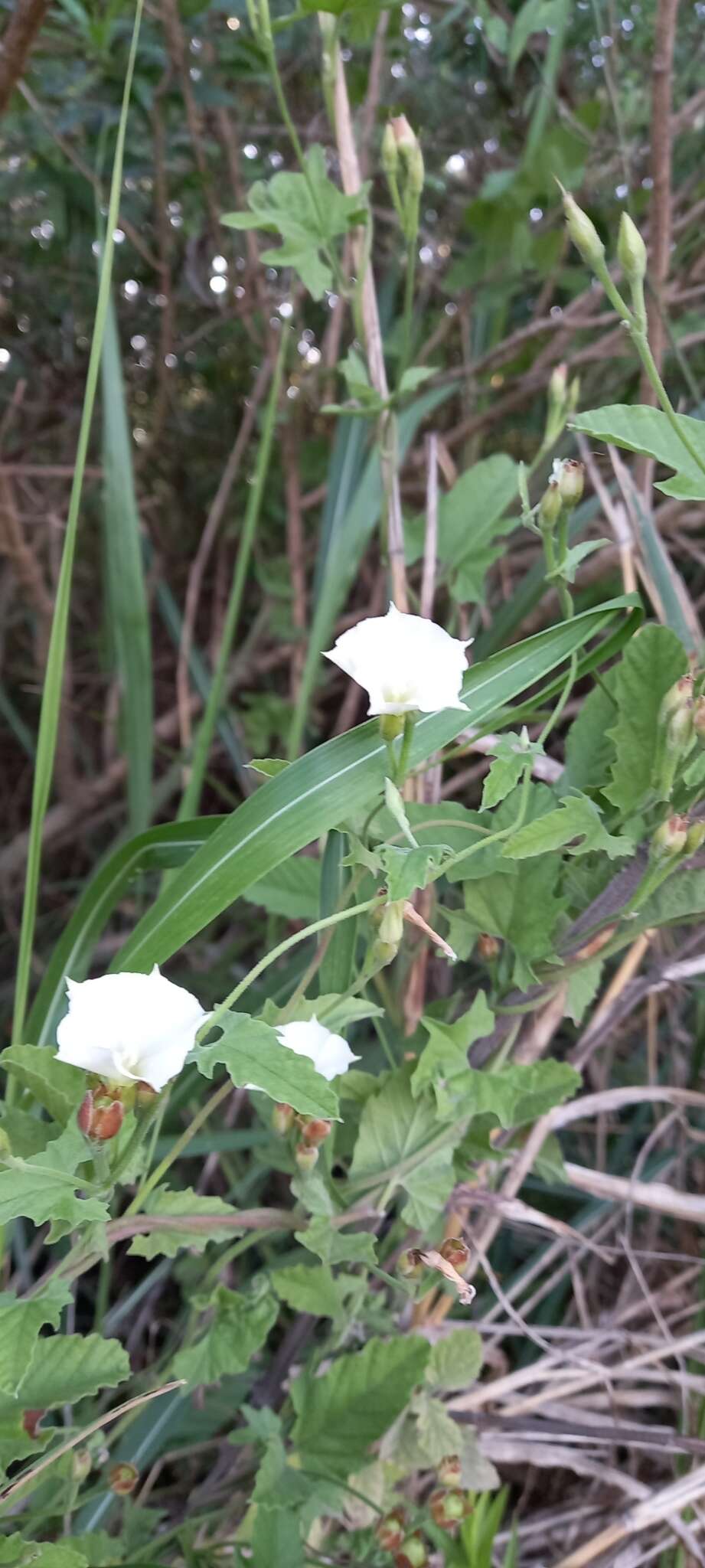 Image de Convolvulus crenatifolius Ruiz & Pav.