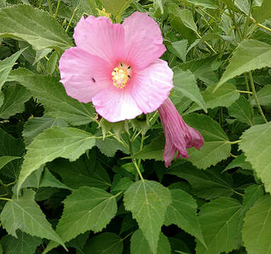 Image of crimsoneyed rosemallow