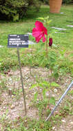 Image of crimsoneyed rosemallow