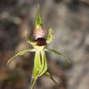 Imagem de Caladenia crebra A. S. George