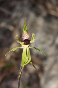 Image of Arrowsmith spider orchid