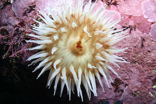 Image of Fish-eating anemone