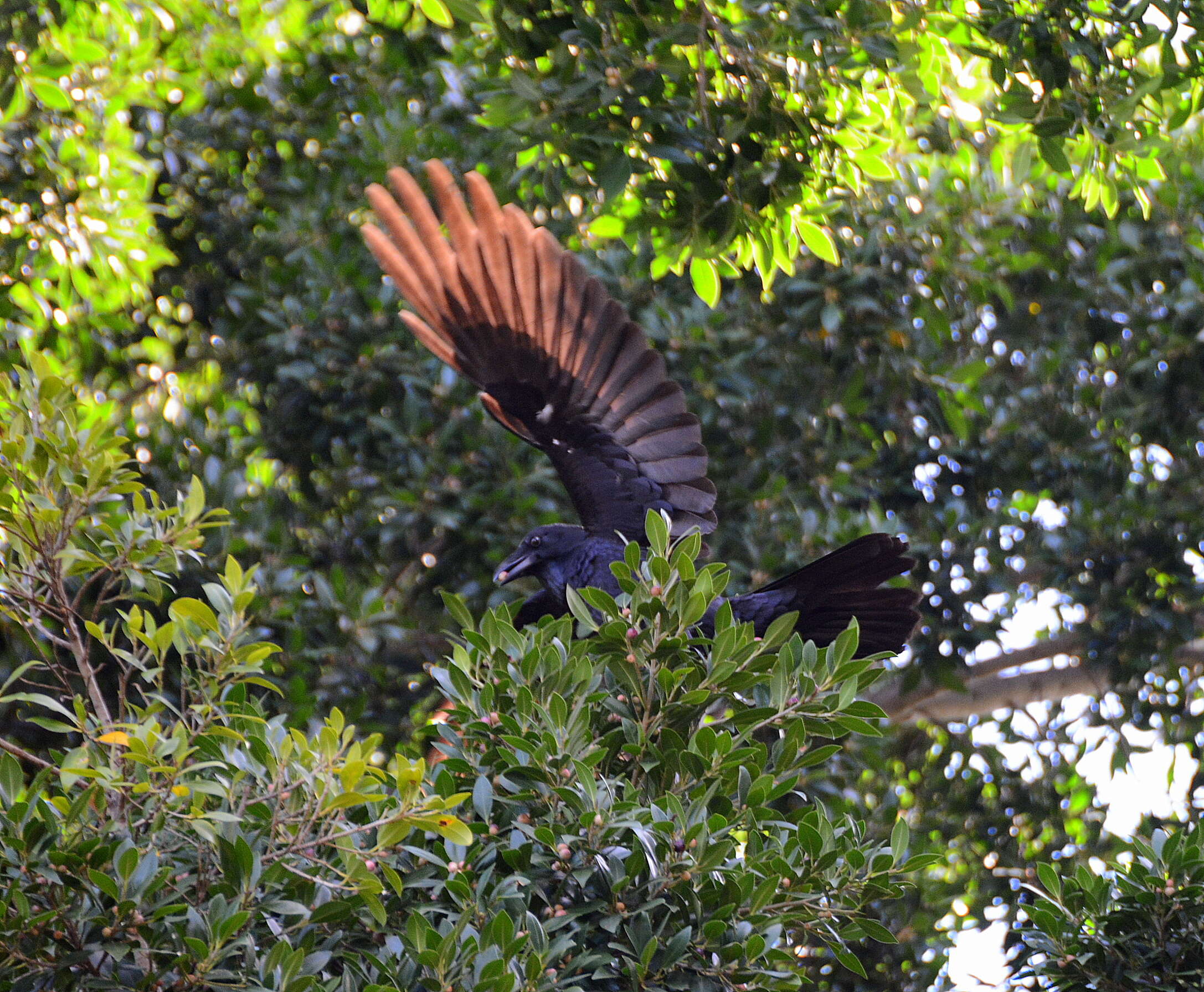 Imagem de Corvus coronoides Vigors & Horsfield 1827