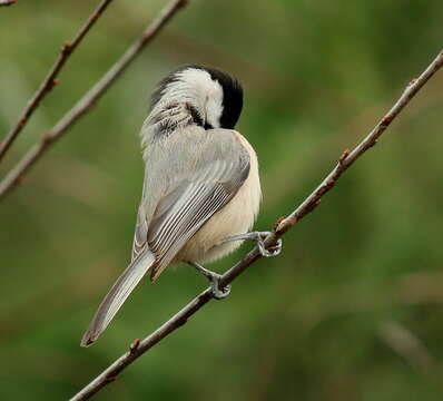 Image of Carolina Chickadee