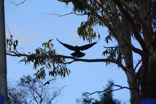 Image of Australian Raven