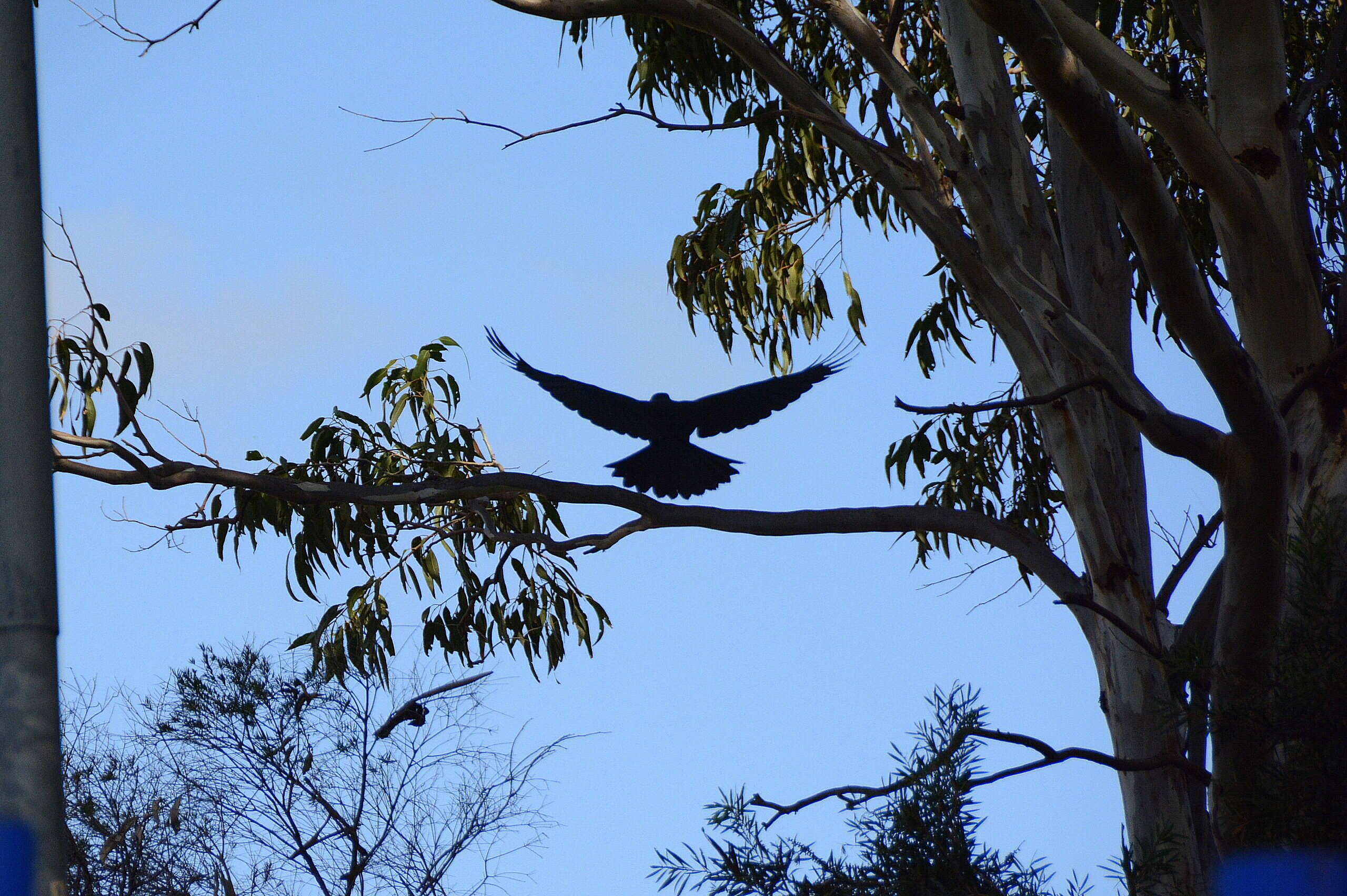 Imagem de Corvus coronoides Vigors & Horsfield 1827