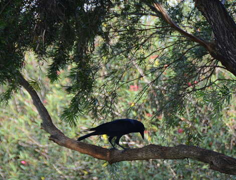 Слика од Corvus coronoides Vigors & Horsfield 1827