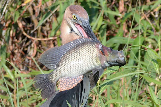 Image of Purpleface largemouth