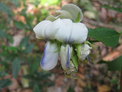 صورة Crotalaria heyneana Wight & Arn.