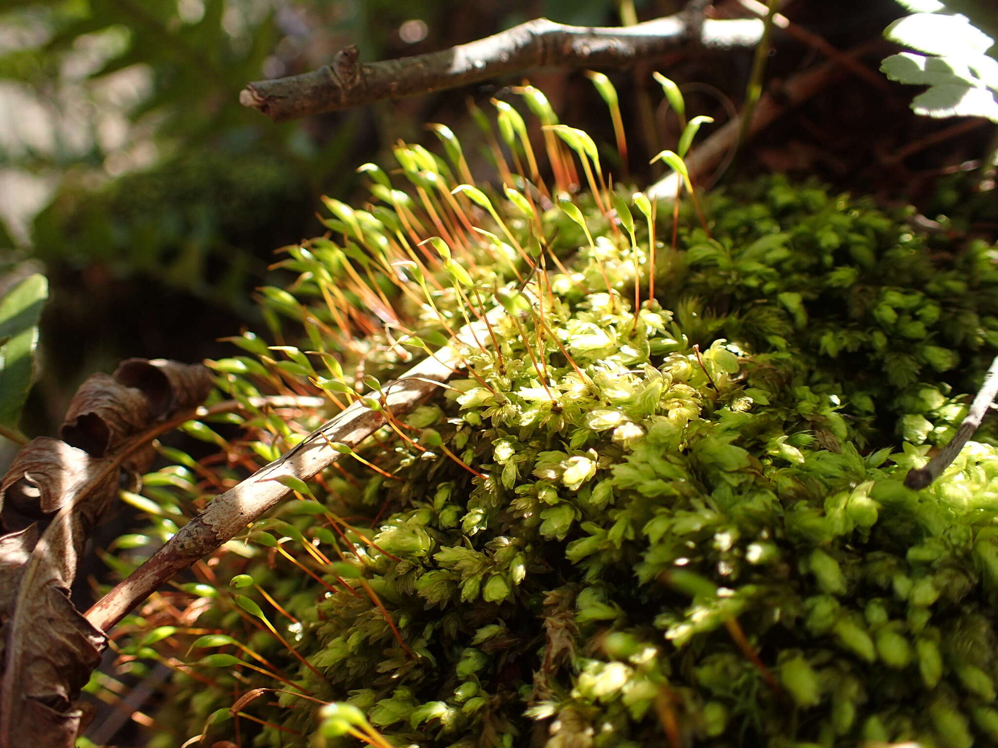 Image of aulacomnium moss