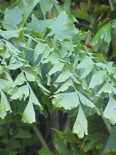 Image of Burmese fishtail palm