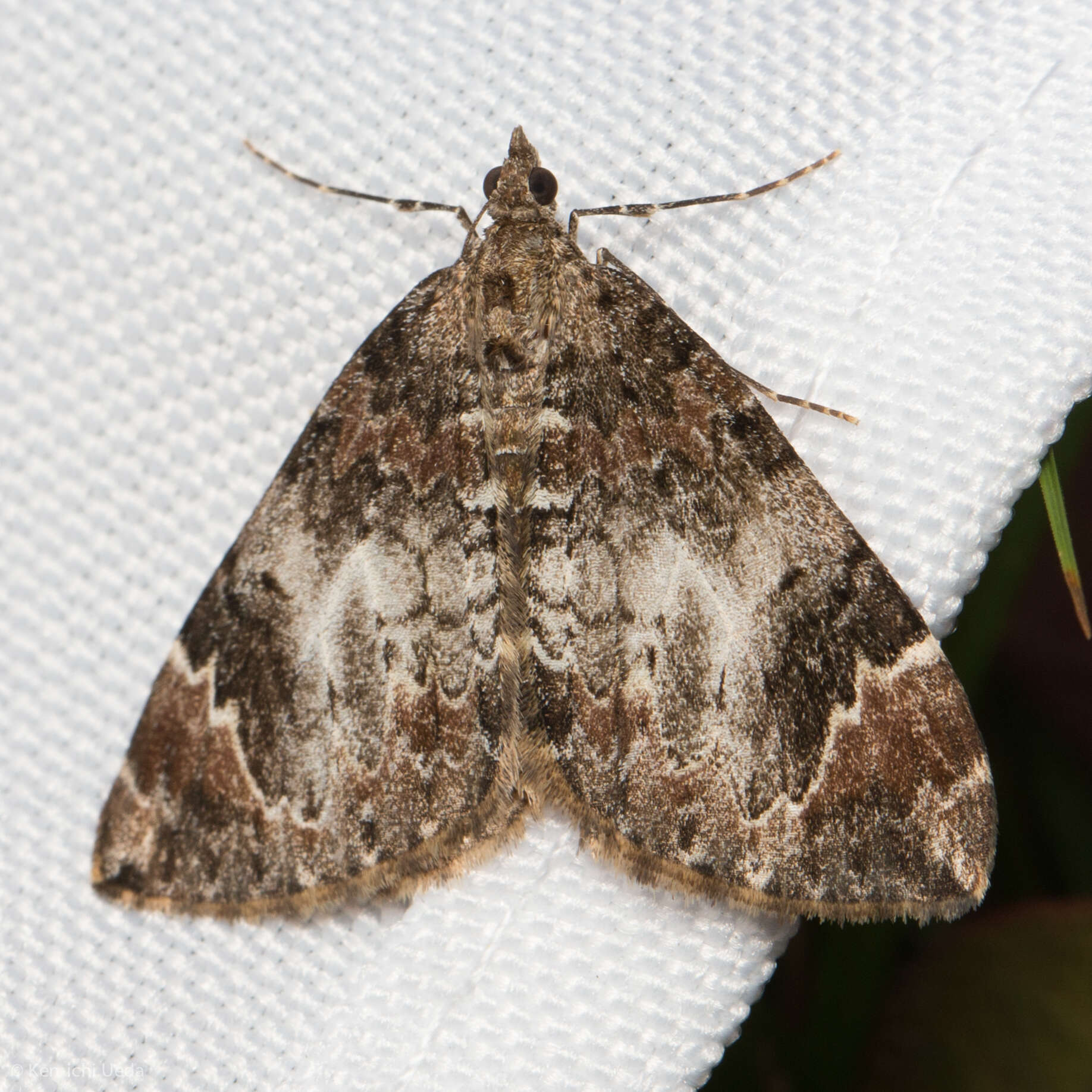 Image of Dark Marbled Carpet