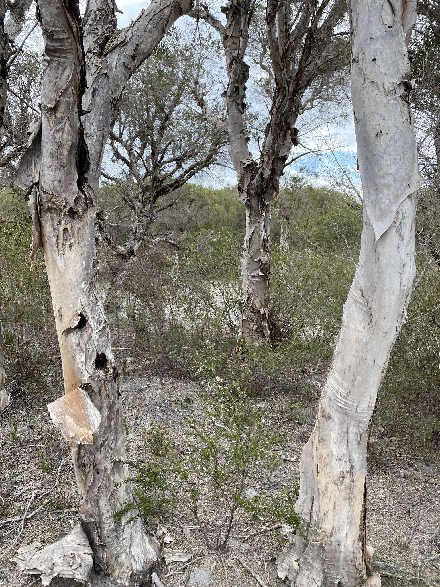 Image of Melaleuca cuticularis Labill.