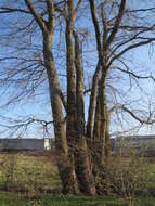 Image of Small-leaved Elm