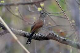 Image of Rufous-winged Antshrike