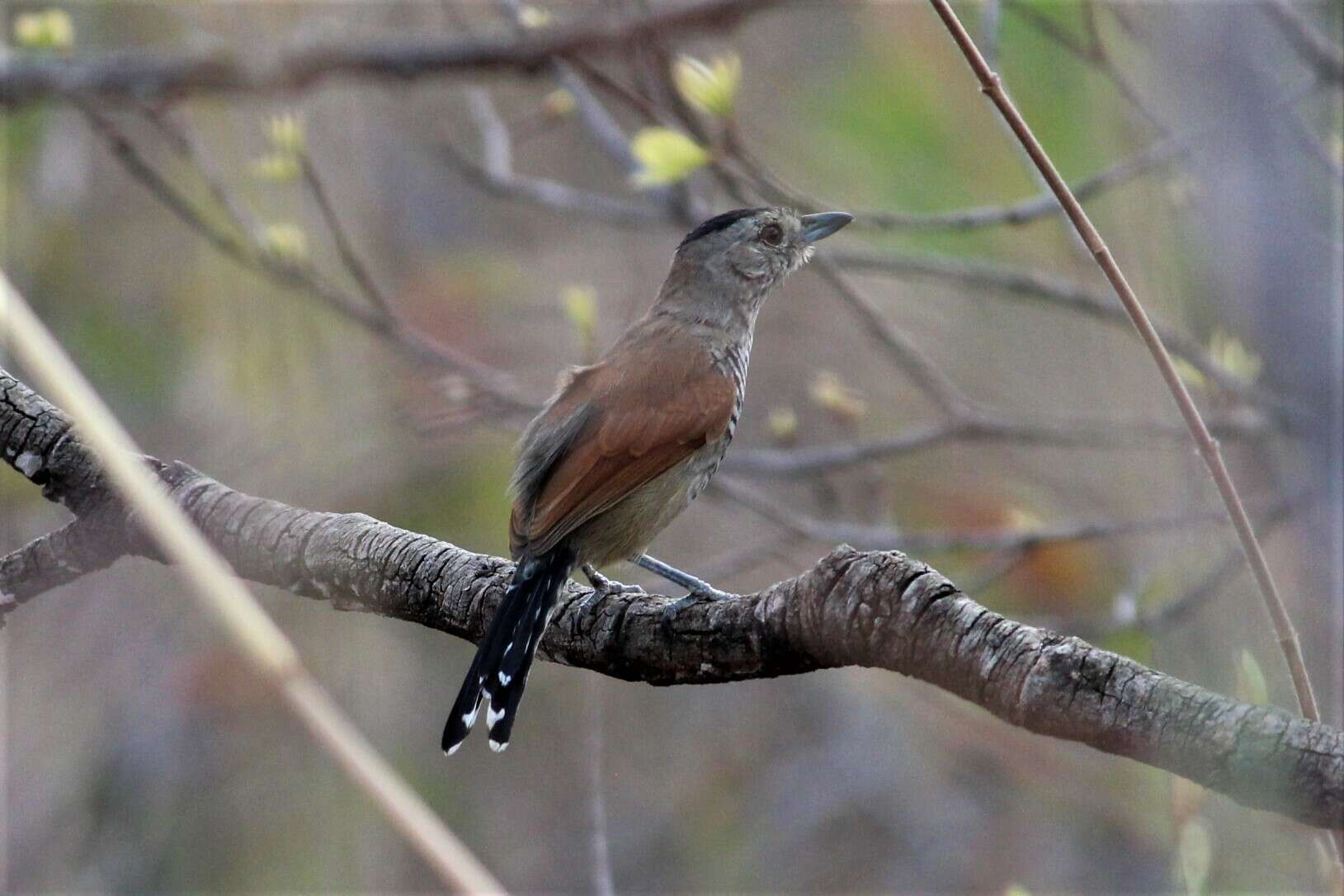 Image of Rufous-winged Antshrike