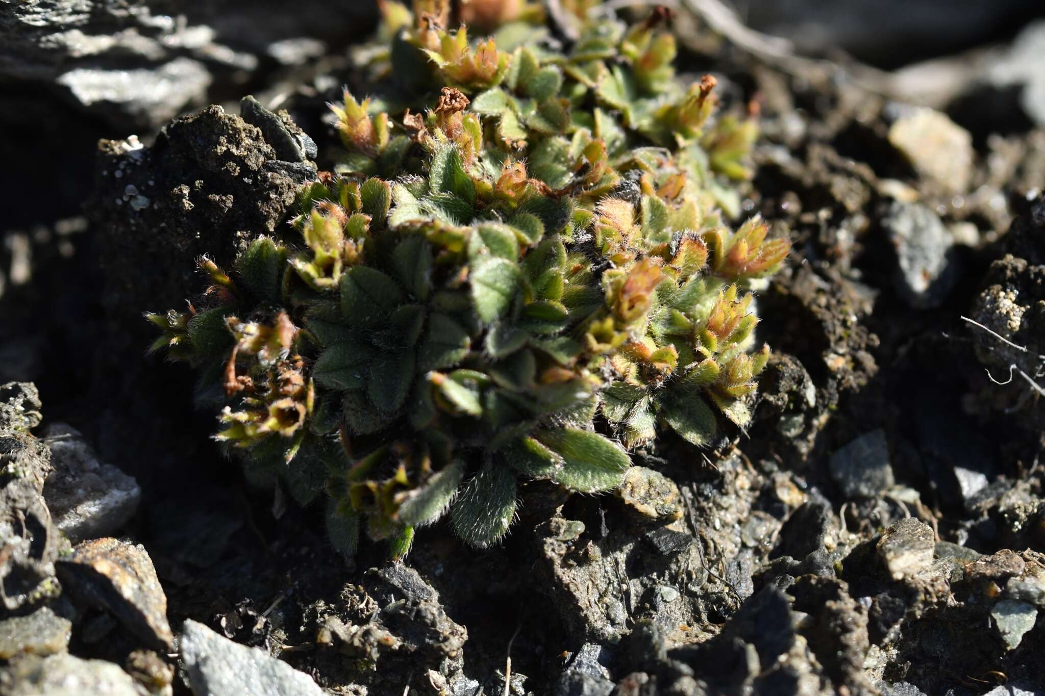 Image of Myosotis lyallii subsp. elderi (L. B. Moore) Meudt & Prebble