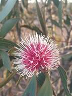 Image of Pincushion hakea