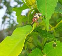 Image of Pale Red Bug