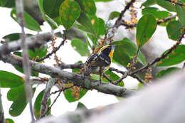 Image of Gilded Barbet