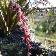 Image of Epidendrum coryophorum (Kunth) Rchb. fil.