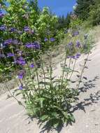 Image of finetooth beardtongue