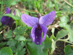 Image of sweet violet