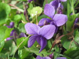 Image of sweet violet