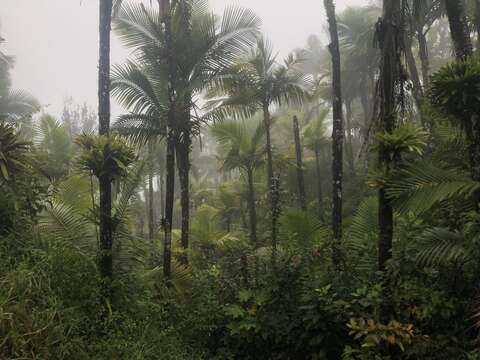 Image of Sierran palm